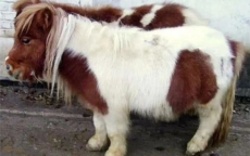 马年奇宠：小矮马售价突破10万，宠物市场新宠诞生