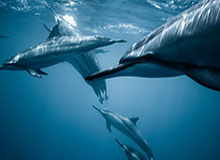 王玉雯:人气飙升,成为新一代“爆红女神”